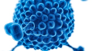 hepatitis kinder: Symbollbild für das Adenovirus