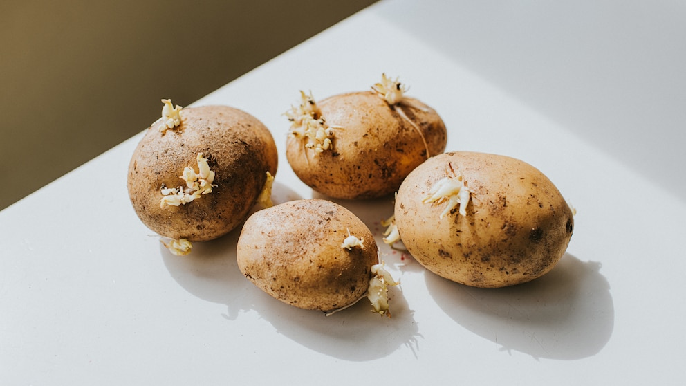gekeimte Kartoffeln giftig: gekeimte Kartoffeln