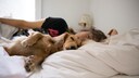Haustier Bett schlaf: Frau mit einem Hund im Bett