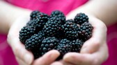Hände gefüllt mit Brombeeren
