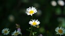 gesund Wildkräuterküche: Gänseblümchen