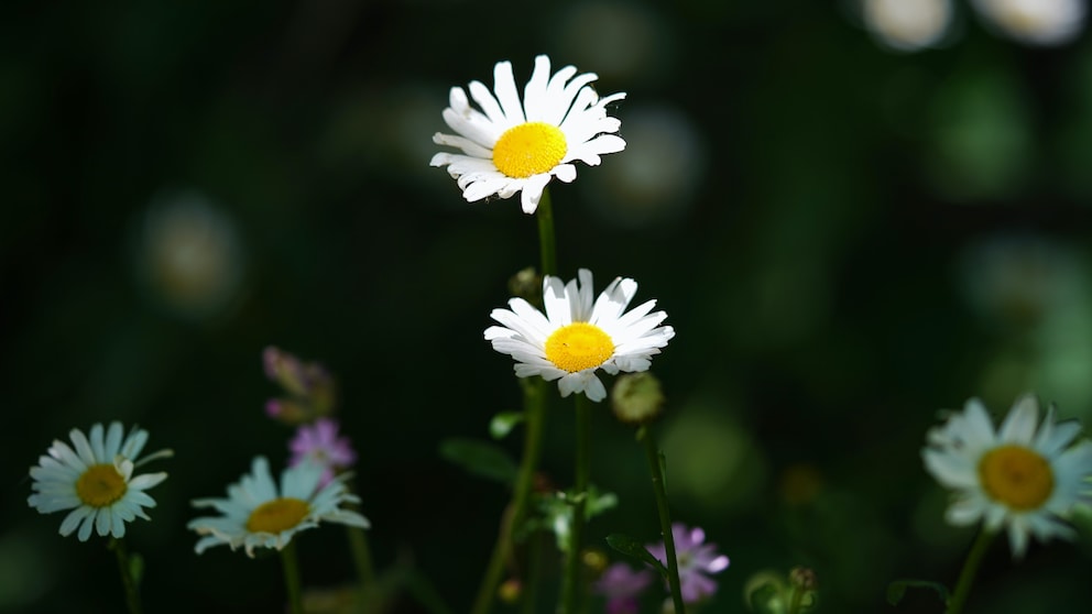 gesund Wildkräuterküche: Gänseblümchen