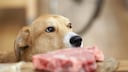 hund rohes fleisch gesundheit: Hund vor einem Steak