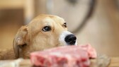 hund rohes fleisch gesundheit: Hund vor einem Steak