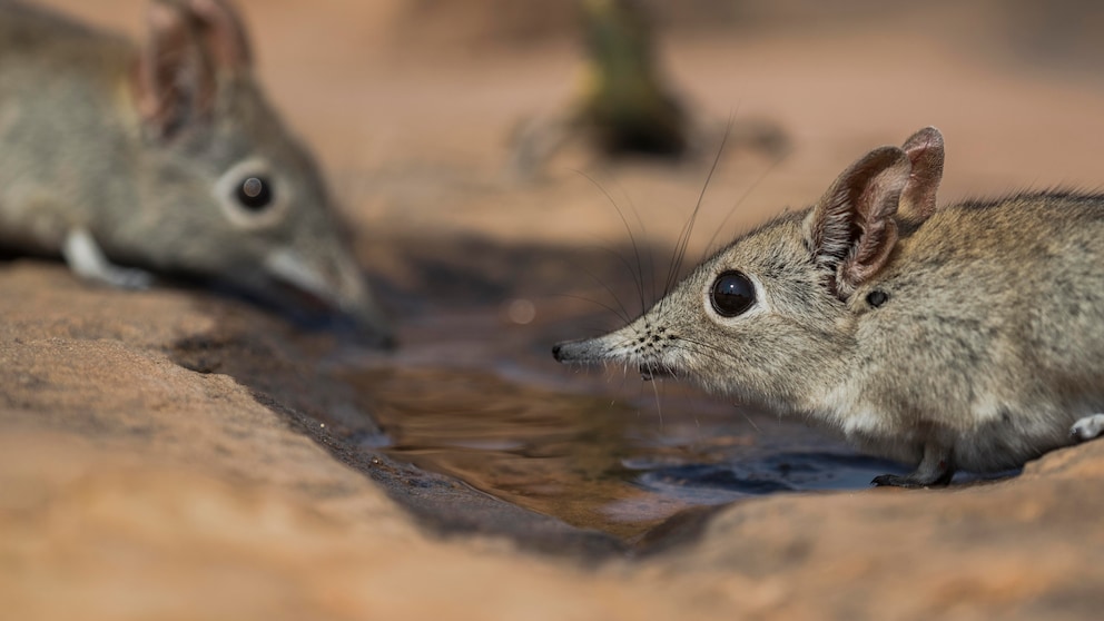 wilde Spitzmaus
