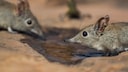 wilde Spitzmaus