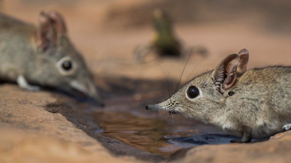 wilde Spitzmaus