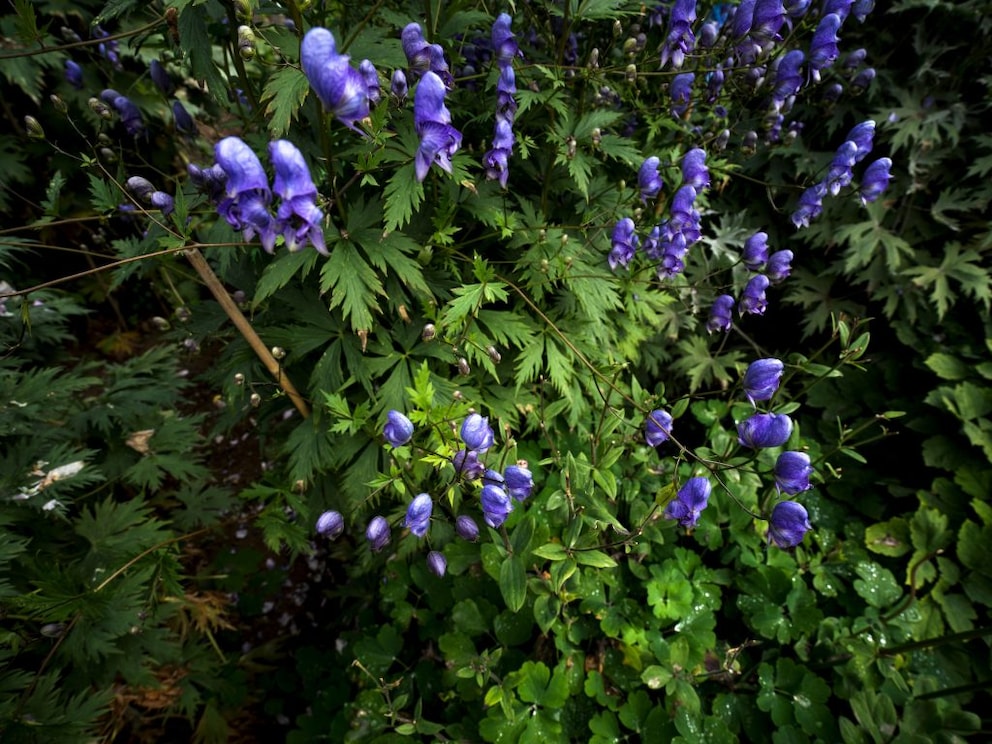 Monkshood