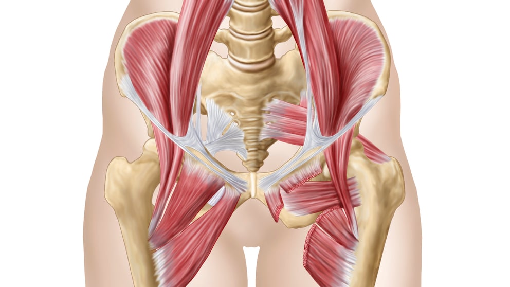 Übungen Hüfte: Illustraion der Hüftmuskululatur