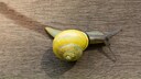 Schnecke mit Schleimspur
