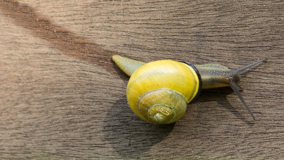 Schnecke mit Schleimspur