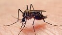 west-nil-virus: MückeIn Deutschland ist das West-Nil-Virus bisher eher wenig verbreitet. In den südlichen Ländern Europas steigen die Infektionen hingegen.