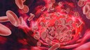 Erythrozyten in der Blutbahn.
