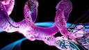Eine Kette von Aminos&auml;uren &ndash; bekannter unter dem Namen: Protein
