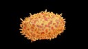 Mpox: Illustration des Mpox-Virus