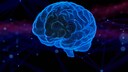 frühsymptome parkinson: Bild eines menschlichen Gehirns
