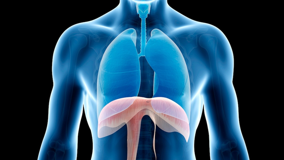 Was hilft gegen Schluckauf?Illustration des menschlichen Zwerchfells