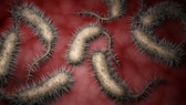 fleischfressende Bakterien, Vibrio vulnificus: Illustration