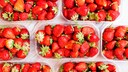 Erdbeeren Ökotest: Erdbeeren in Schalen