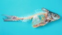 gräte verschluckt: Fast verspeister Fisch