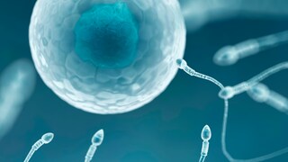 Intervallfasten Fruchtbarkeit: Eizelle und Spermien
