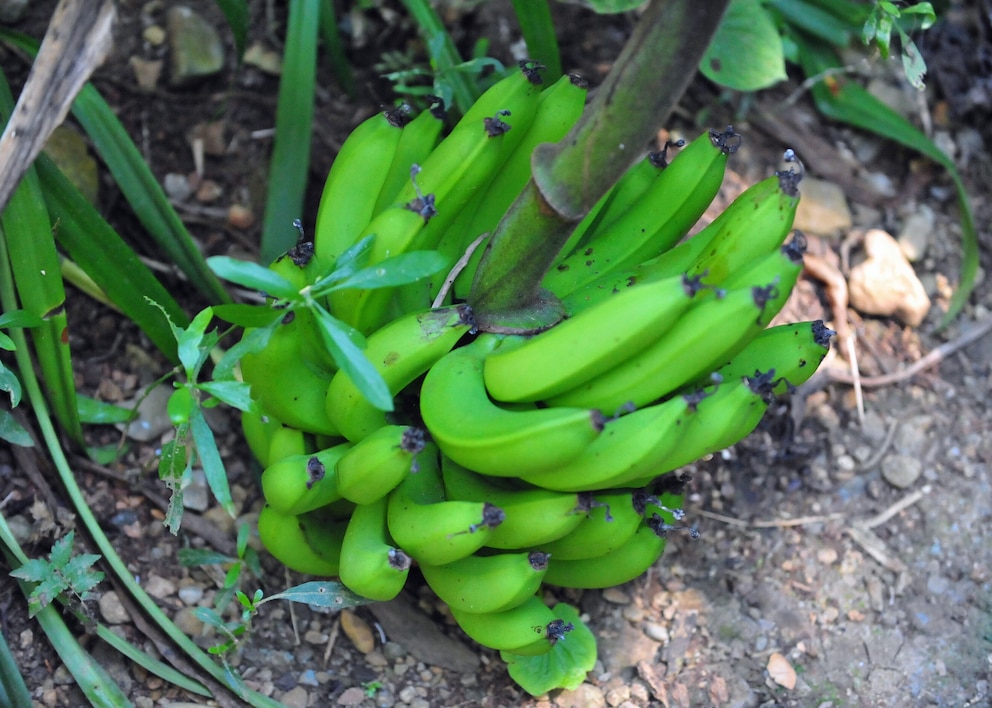 Äußerlich unterscheiden sich Kochbananen kaum von Obstbananen. Sie sind jedoch deutlich größer und haben eine dickere Schale.