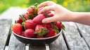 Erdbeeren