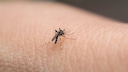 asiatische tigermücke; Aedes-Mücke