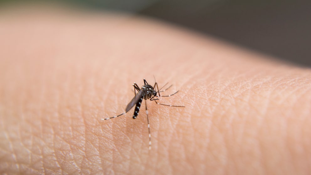 asiatische tigermücke; Aedes-Mücke