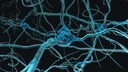 Gehirn verjüngen: Synapsen im Gehirn