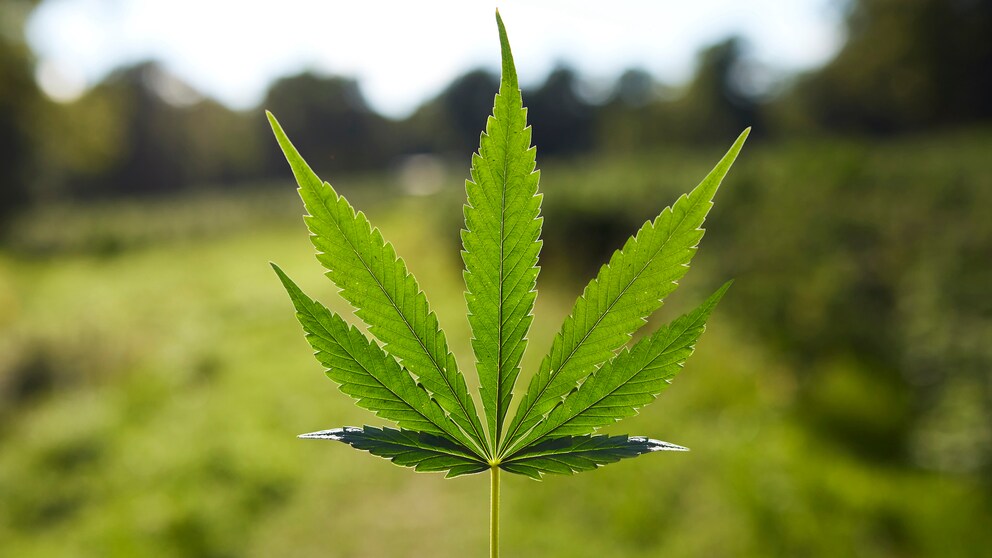 cannabis schmerzen: Cannabispflanze