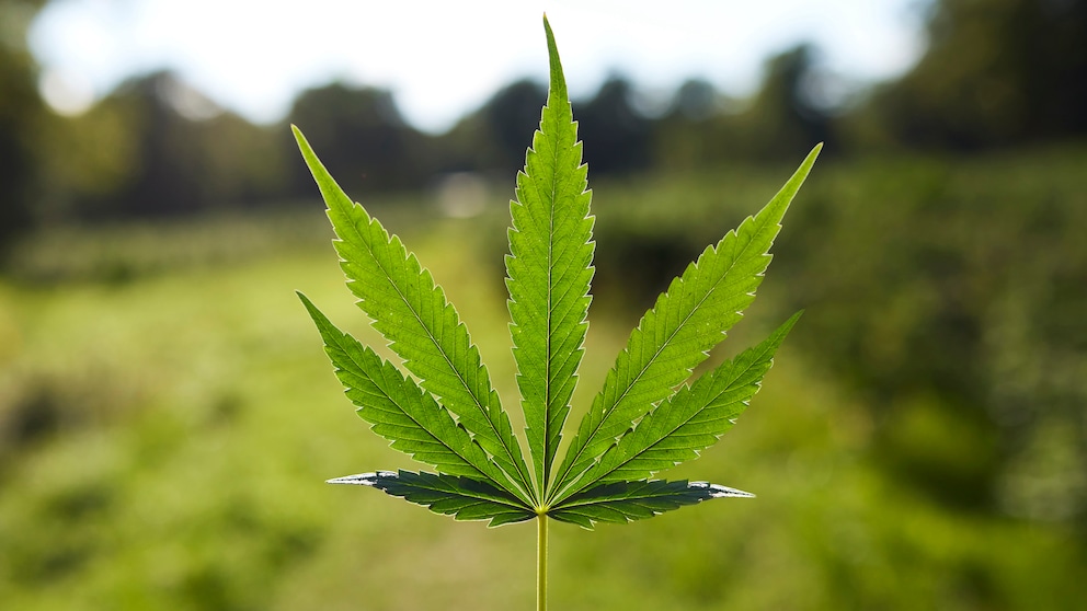 cannabis schmerzen: Cannabispflanze