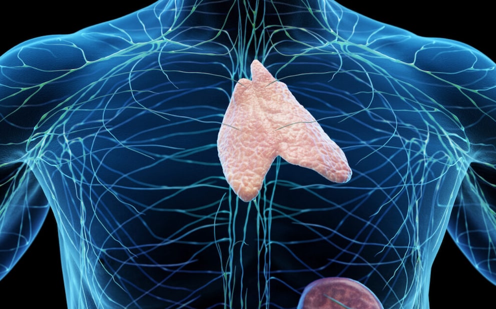 thymus cancer: Thymus