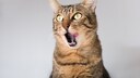 Katze
