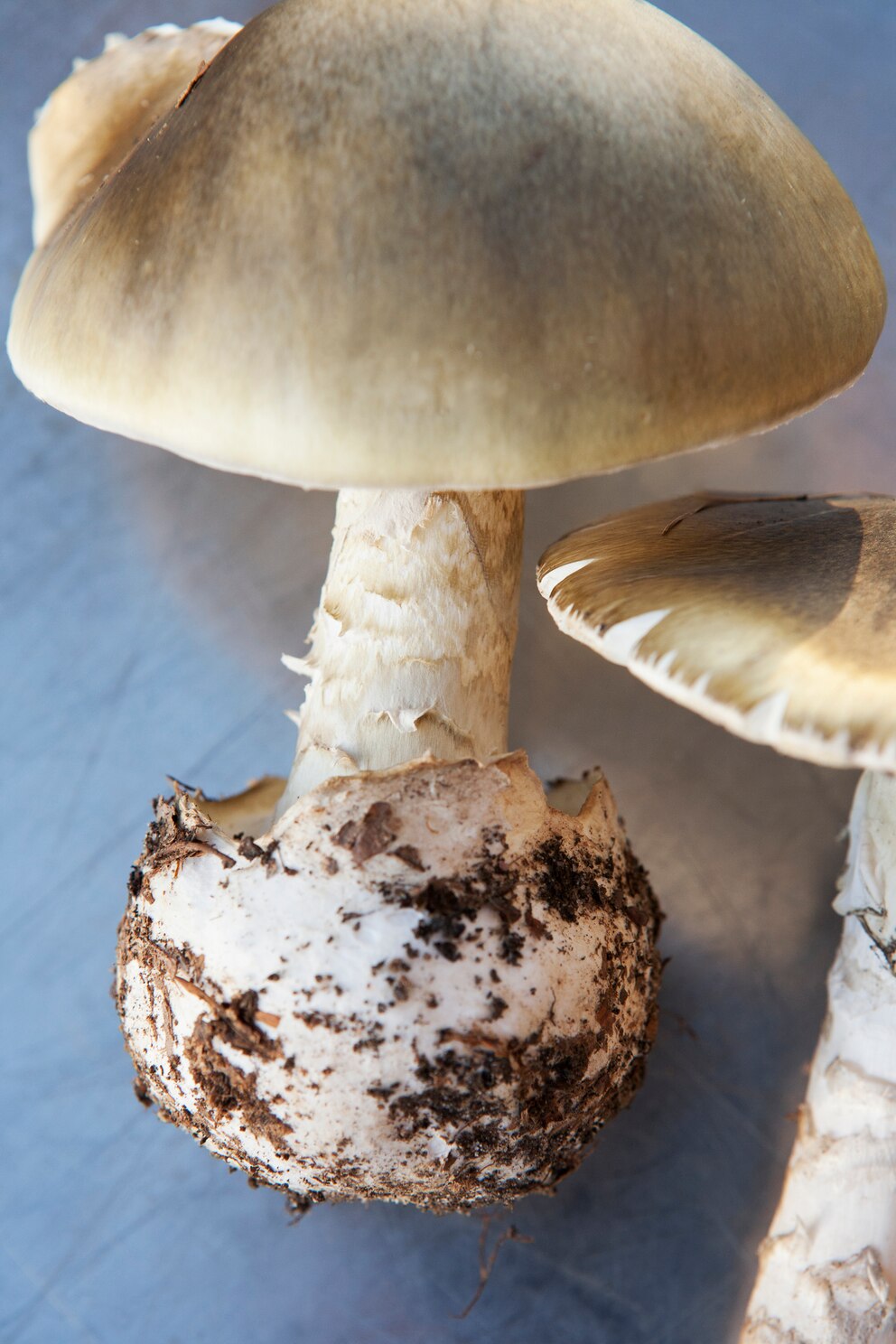 Champignons zum Verwechseln ähnlich: der kegelhütige Knollenblätterpilz <strong>Foto: Getty Images</strong>