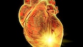 Faktoren für Herzerkrankungen