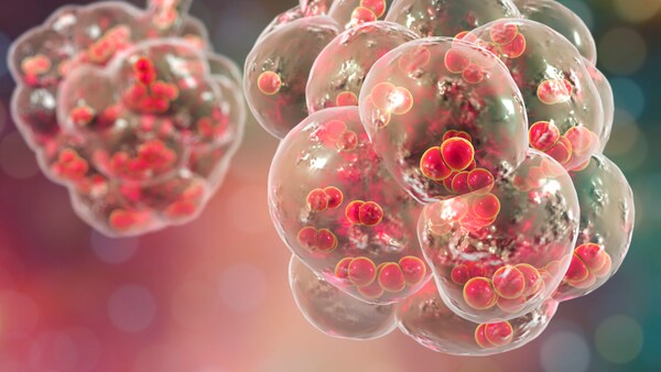 Pneumokokken Impfung Wie Oft Bei Erwachsenen