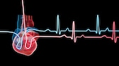 Herzfrequenzvariabilität