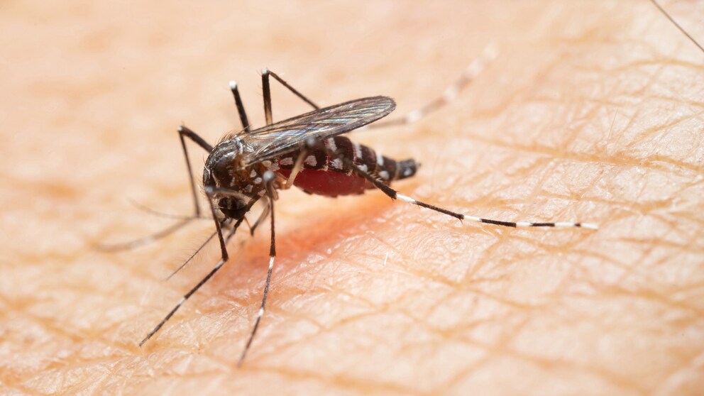 Asiatische Tigermücke, die u. a. das Chikungunya-Fieber übertragen können