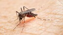 Asiatische Tigermücke, die u. a. das Chikungunya-Fieber übertragen können