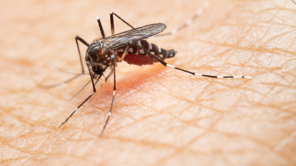 Asiatische Tigermücke, die u. a. das Chikungunya-Fieber übertragen können