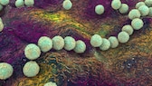 Streptococcus pyogenes bacteria, illustration