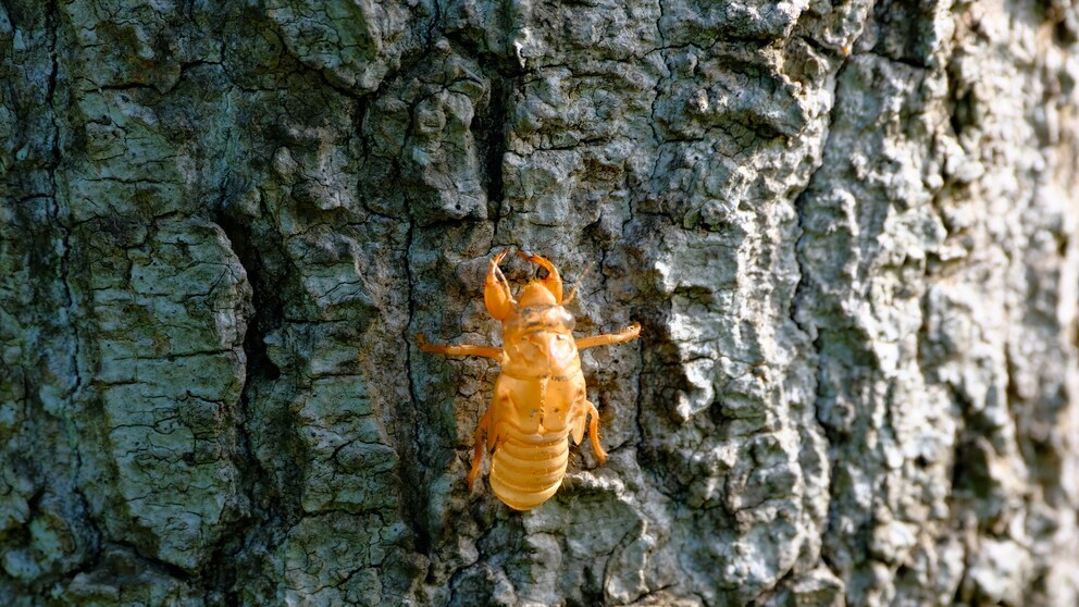 Exoskelette von Insekten könnten zukünftig ein neuer Knabberspaß werden – denn sie haben viele positive Wirkungen.