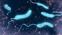 Cholera