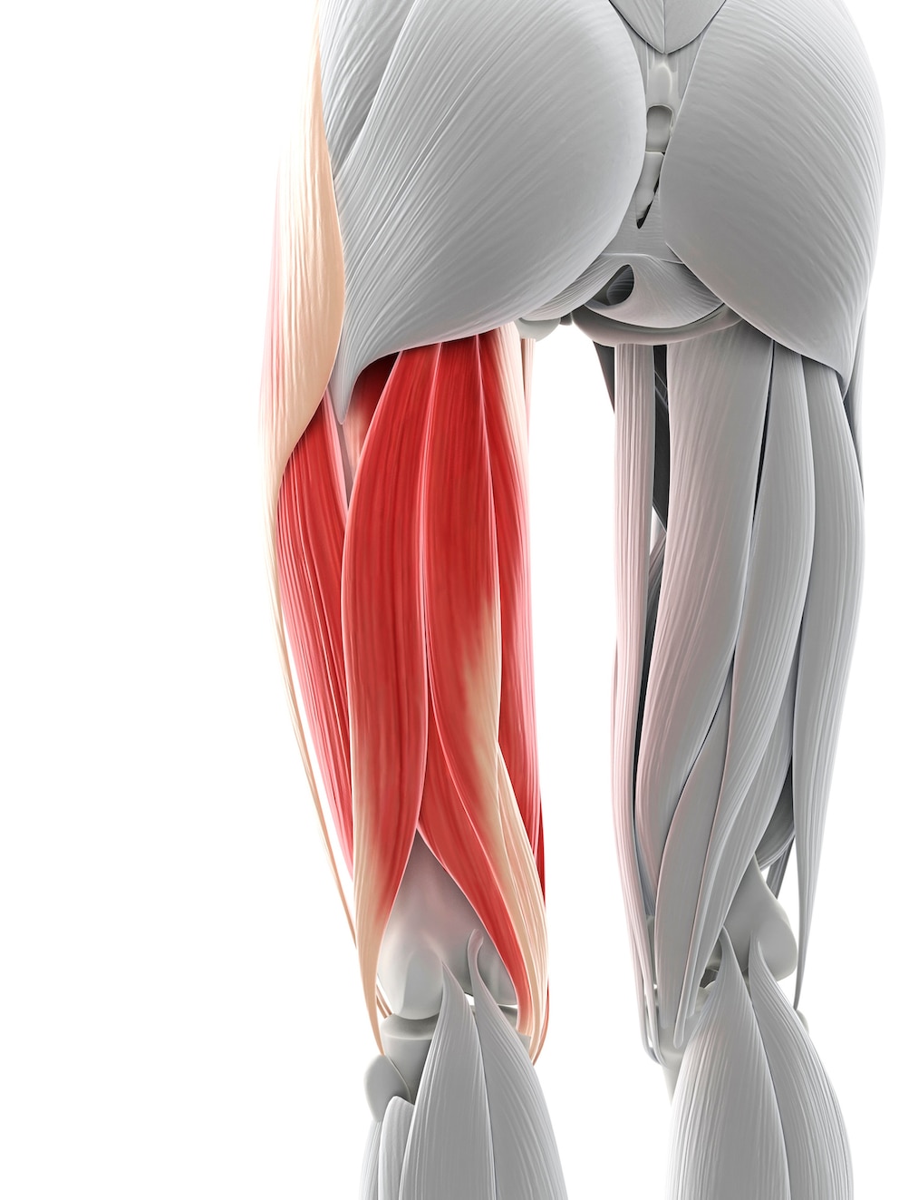 Ischiocrurale Muskulatur, „Hamstrings“