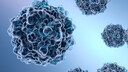 Parvovirus B19