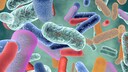 Darmbakterien – solche kommen bei der Fäkaltherapie z. B. gegen Parkinson-Symptome zum Einsatz