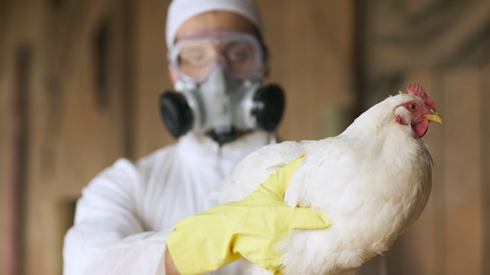 Das Vogelgrippe-Virus breitet sich nicht nur aus, es überspringt auch leichter die Artenschranken. Damit kann das Risiko einer möglichen Ansteckung für den Menschen wachsen, warnt die WHO.