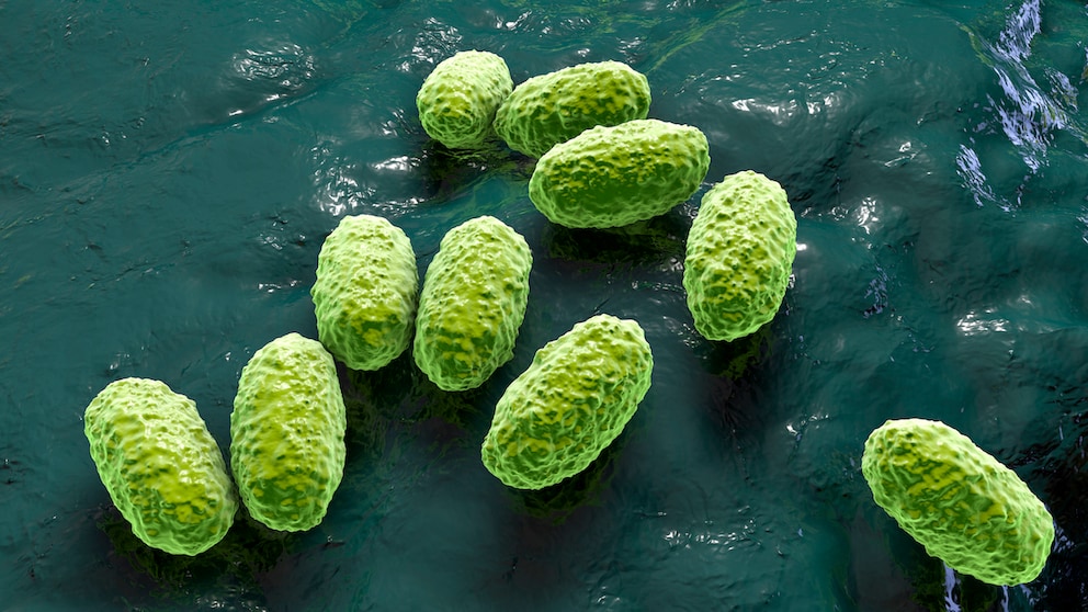 Keuchhusten-Erreger Bakterium Bordatella pertussis