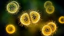 Hirnhautentzündung Meningitis
